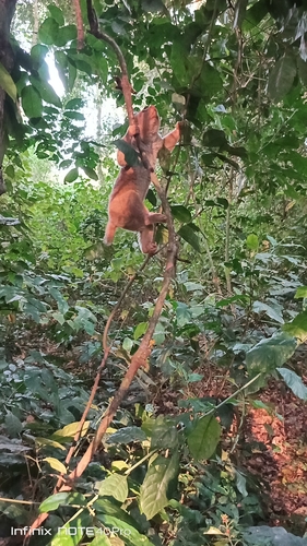 Perodicticus potto juju