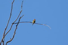 Merops superciliosus
