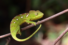 Oustalet's Chameleon photo 2