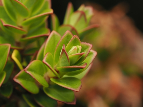 Pimelea buxifolia, photograph 3