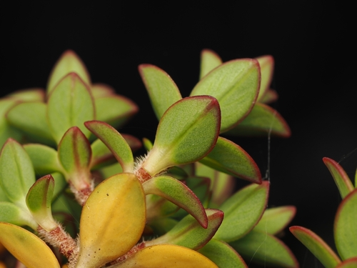 Pimelea buxifolia, photograph 4