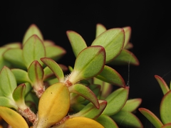 Pimelea buxifolia, photograph (c) Angus Campbell, some rights reserved (CC BY)