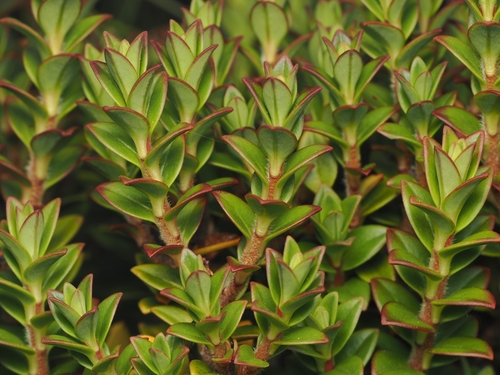 Pimelea buxifolia, photograph 5