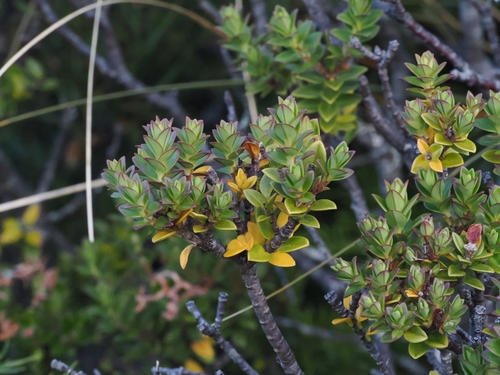 Pimelea buxifolia, photograph 6