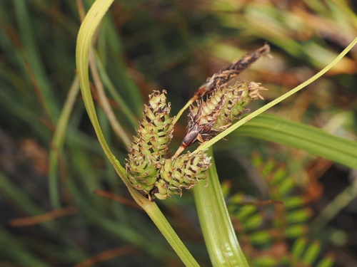Carex gaudichaudiana observed 2026-01-31