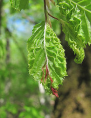 Aculops macrotrichus