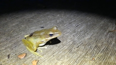 Chalcorana chalconota