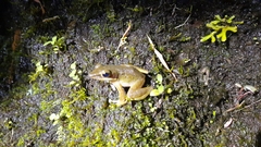 Chalcorana chalconota