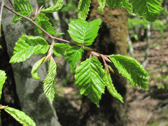 Aculops macrotrichus