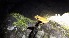 Chalcorana chalconota