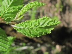 Aculops macrotrichus