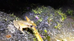 Chalcorana chalconota