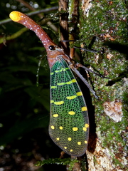 Pyrops intricatus