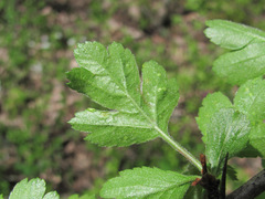 Eriophyes crataegi