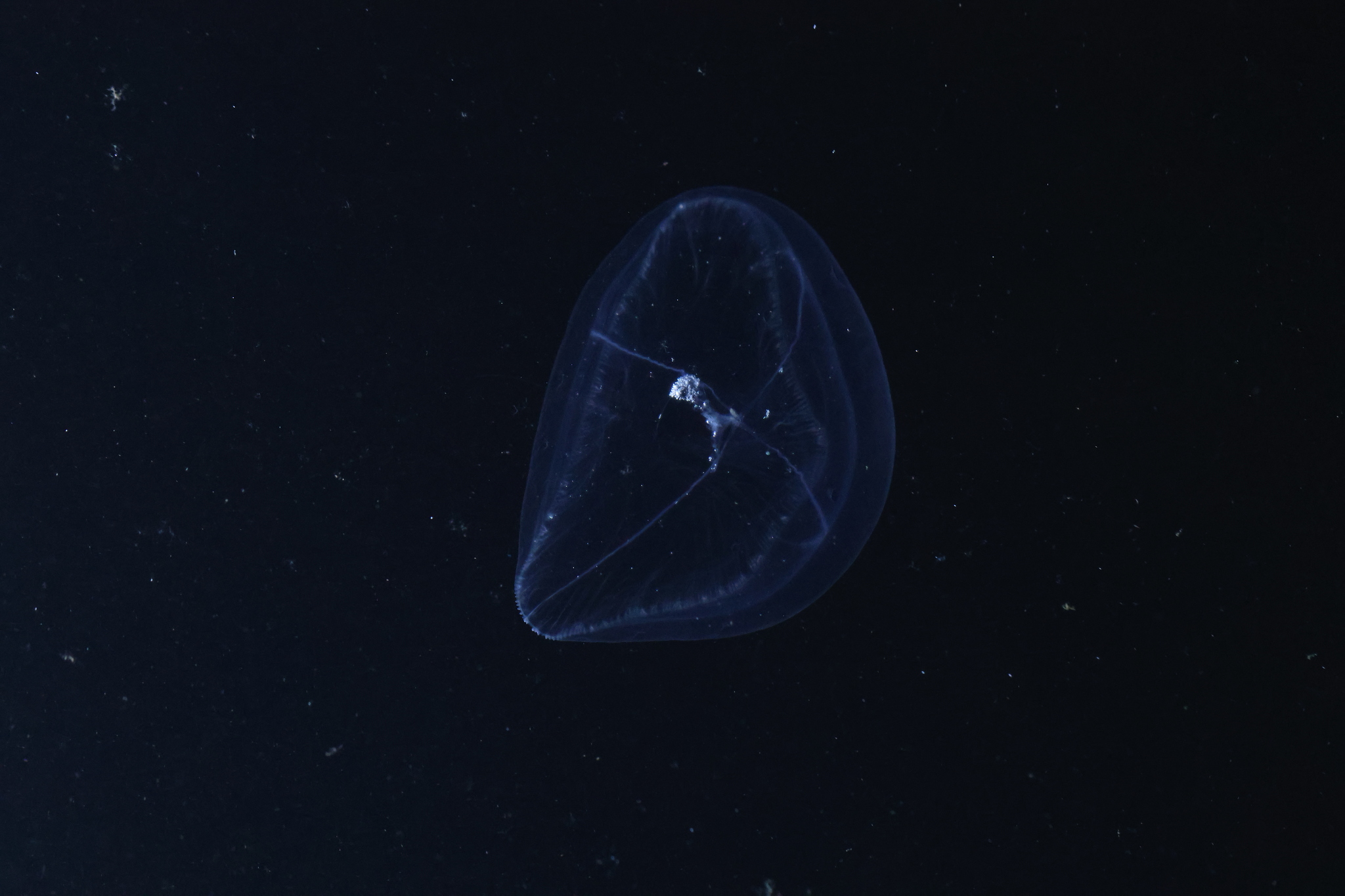 Mitrocoma cellularia (Agassiz, 1862)