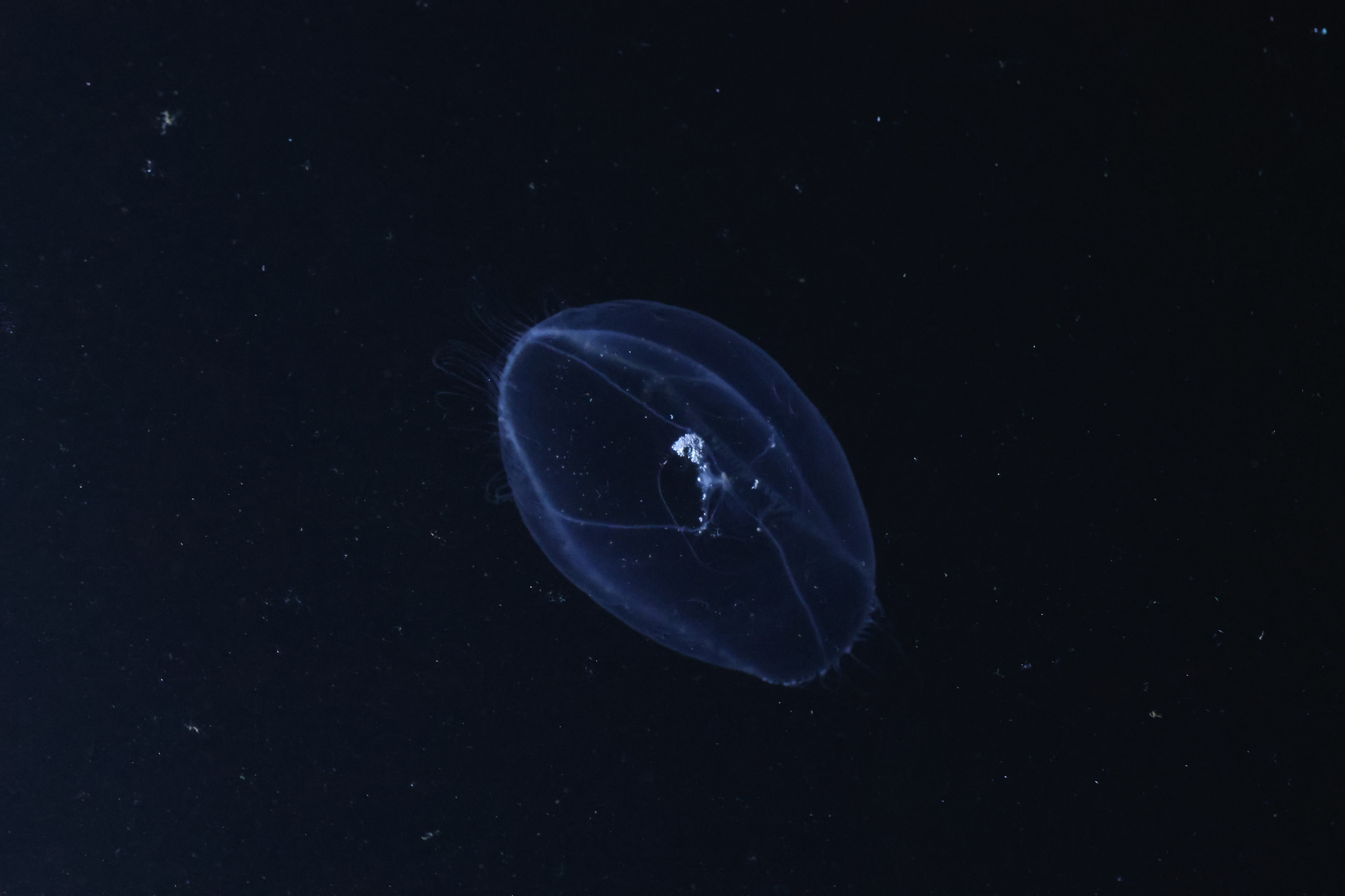 Mitrocoma cellularia (Agassiz, 1862)