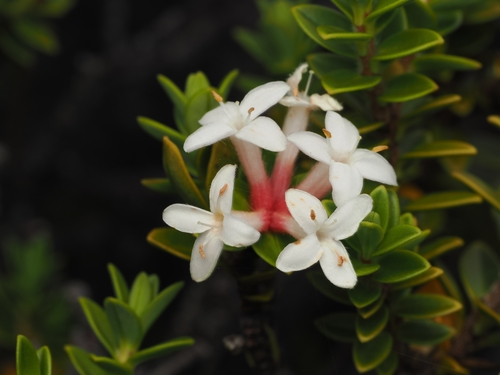 Pimelea buxifolia
