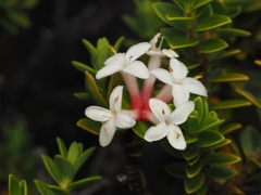 Pimelea buxifolia