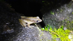 Chalcorana chalconota