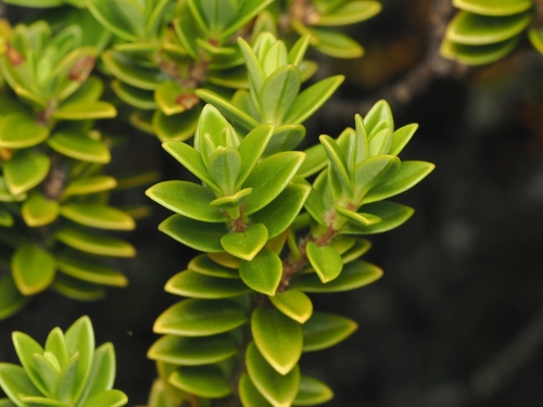 Pimelea buxifolia, photograph 1