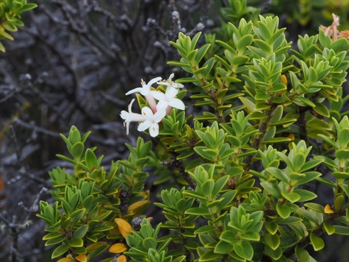 Pimelea buxifolia, photograph 2