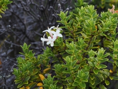 Pimelea buxifolia, photograph (c) Angus Campbell, some rights reserved (CC BY)