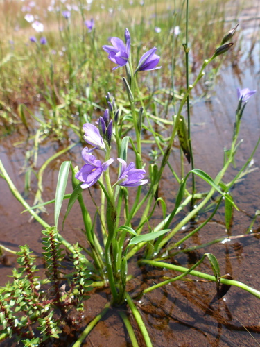 Pontederia image