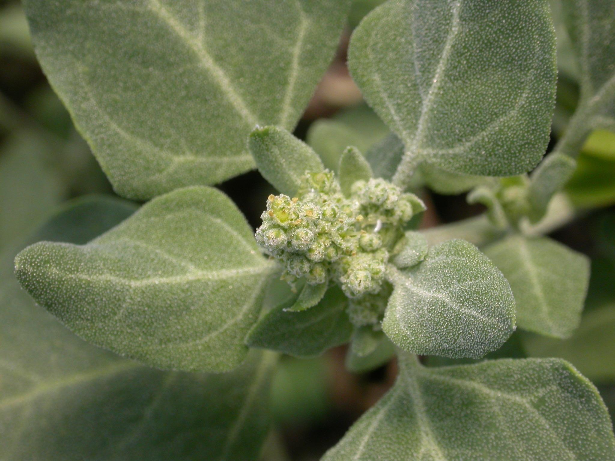 Chenopodium vulvaria