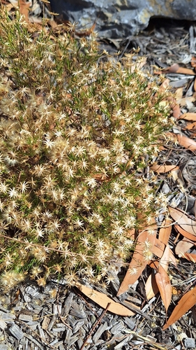 Narrow-leaf New Holland Daisy (Vittadinia blackii)