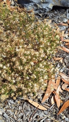Vittadinia blackii