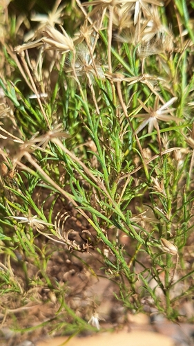 Vittadinia blackii, photograph 2
