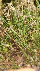 Vittadinia blackii, photograph author not stated, no rights reserved