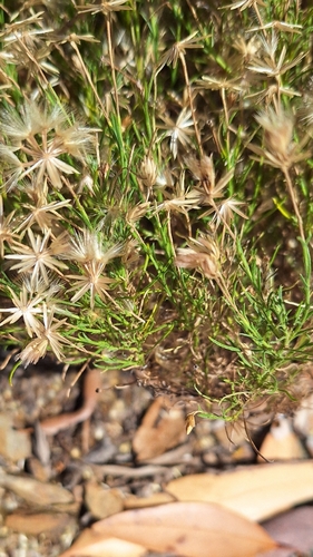 Vittadinia blackii, photograph 3