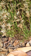 Vittadinia blackii, photograph author not stated, no rights reserved