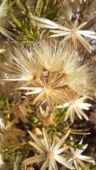 Vittadinia blackii, photograph author not stated, no rights reserved