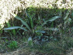 Furcraea guerrerensis