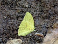 Phoebis neocypris virgo
