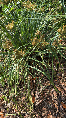 Cyperus javanicus observed 2026-01-28