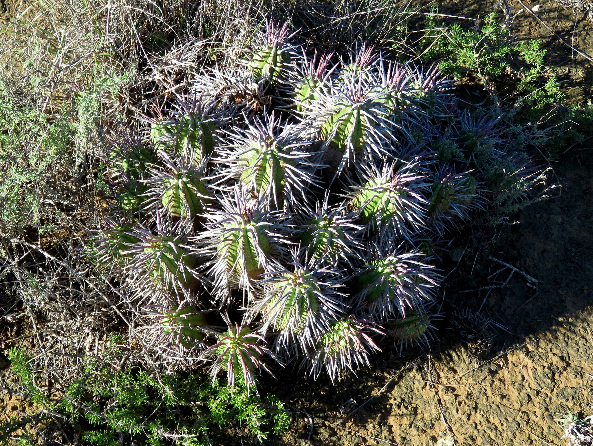 Euphorbia ferox