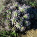 Euphorbia ferox - Photo (c) Gigi Laidler, algunos derechos reservados (CC BY-NC), subido por Gigi Laidler