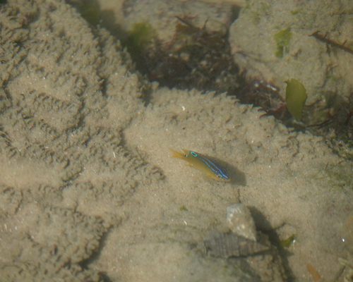 Stegastes variabilis