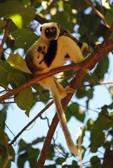 Propithecus coquereli