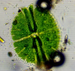 Micrasterias apiculata