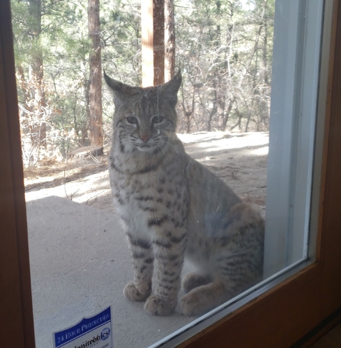 Bobcat photographed in Colorado