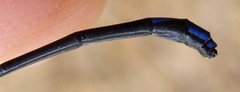 Argia thespis