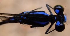 Argia thespis