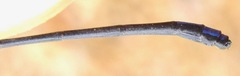 Argia thespis