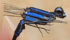 Argia thespis