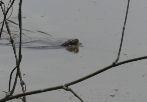 Spotted-necked Otter
