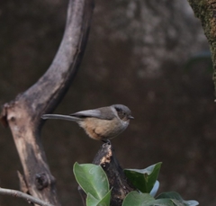 Psaltriparus minimus